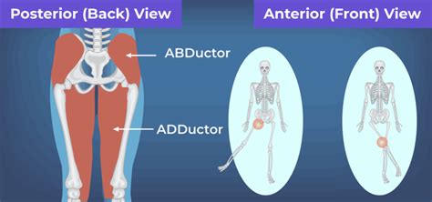 Difference Between Abductor And Adductor Muscles Geeksforgeeks