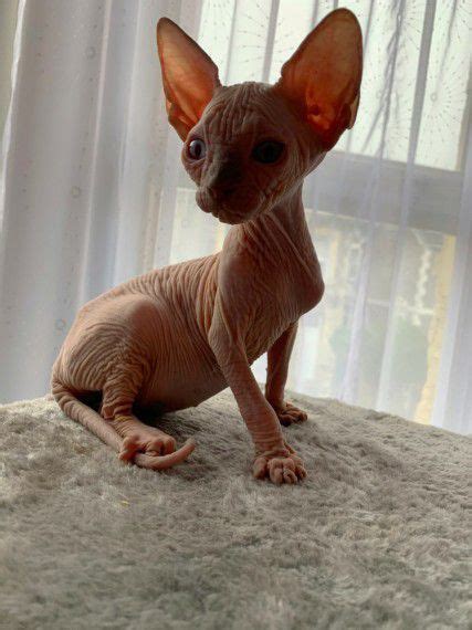 Sphynx Cat For Sale Cats For Sale