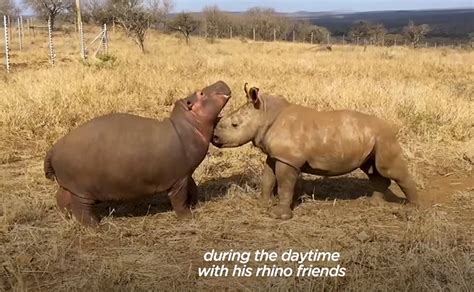 A Baby Hippo Named Charlie Thinks Hes A Rhino The Best Thing On The