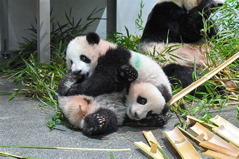 Les Jumeaux Pandas Géants Du Zoo Dueno Feront Leurs Débuts à Partir Du