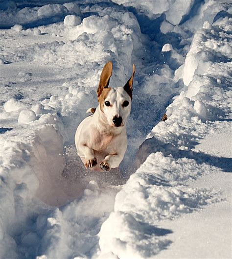 ‘dachshund Through The Snow Community Advocate