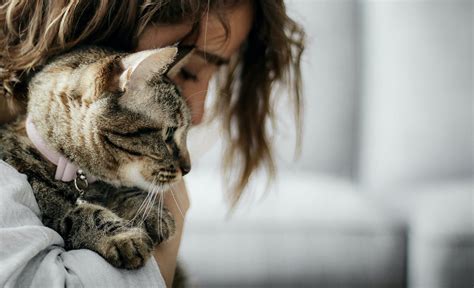 Top 10 Ways To Show Your Cats You Love Them Soledad Pet Care Personal
