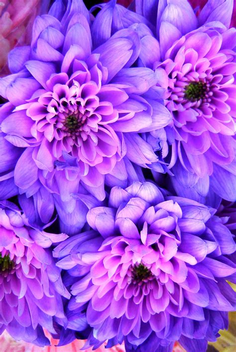 Purple Gemstone Jewelry Gemvara Purple Flowers Beautiful Flowers