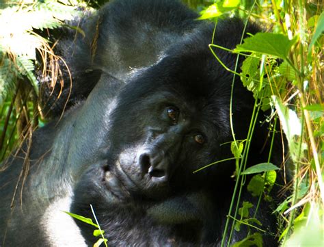 Animal Encounters 6 — Tracking Mountain Gorillas In Uganda Maho On