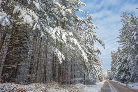 Snow Covered Woods Beautiful Forests Along Rural Roads Stock Image