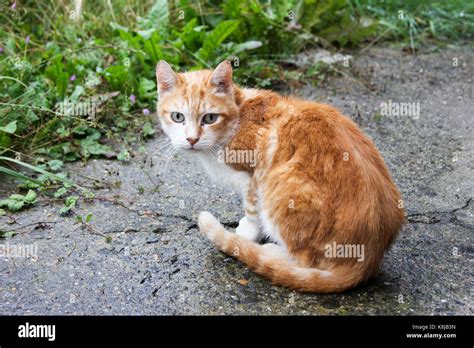 Amber Eyes Of Cat Hi Res Stock Photography And Images Alamy