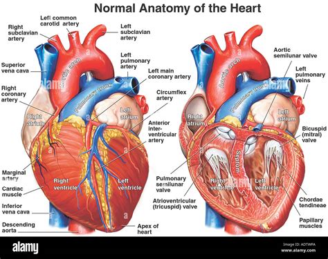 Top 131 Imagenes De Anatomia Smartindustrymx