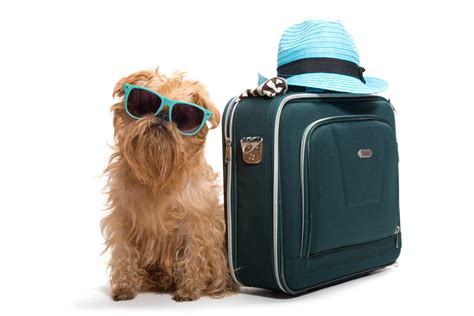 On international flights, puppies and kittens must be at least 4 months (16 weeks) old due to rabies vaccination requirements. Dog travel: what to pack when travelling with dogs in the UK or overseas