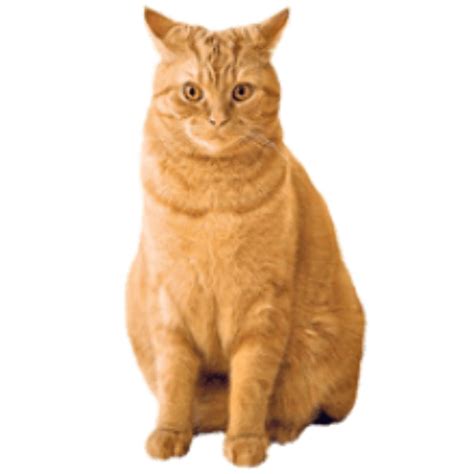 Download High Quality Cat Transparent Orange Transparent Png Images