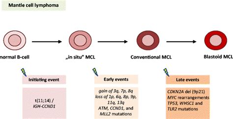 Model Of Mantle Cell Lymphoma Mcl Pathogenesis Mcl Is Characterized