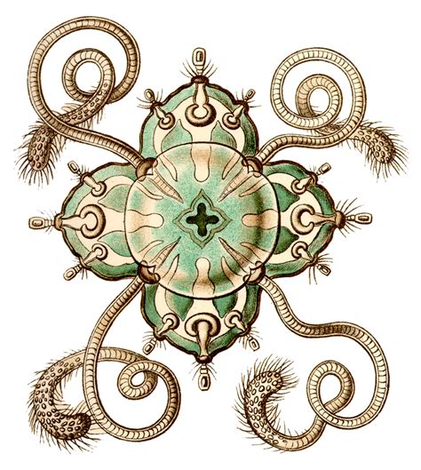 He was a naturalist, philosopher, physician, professor, marine biologist, and artist. Art-Sci: Ernst Haeckel Draws a Psychedelic World