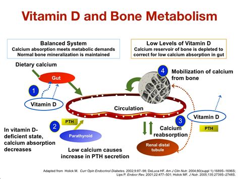 Calcium and vitamin d combination is a supplement that helps promote bone health, treat a calcium deficiency, and protect against osteoporosis. Vitamin D and Bone Metabolism