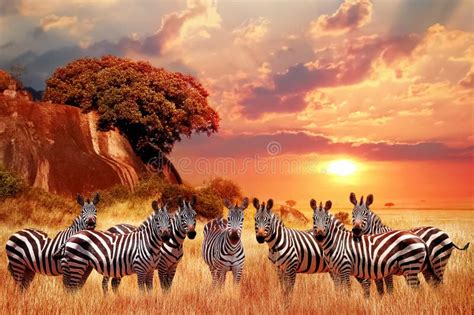 group of zebras in the african savanna at sunset serengeti national park tanzania africa