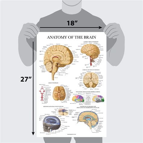Brain Anatomy Poster Laminated Anatomical Chart Of The Human Brain
