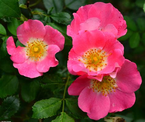 Nearly Wild Roses Botanist Wild Roses Historical Sites Glen Trees