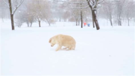 Funny Dog Chasing Its Tail In Winter In A Snowy Park Stock Video