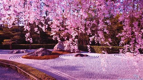 The cherry blossoms are predicted to reach sapporo, in the very north of the country, by early may. Japanese Cherry Blossom Garden Wallpaper|http://refreshrose.blogspot.com/