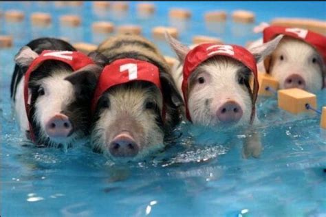 Pigs Funny Pictures Daily News