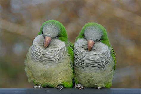 Quaker Parrot Facts Lifespan Behavior Pet Care Pictures
