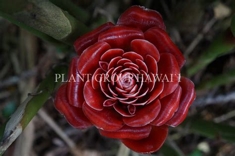 Etlingera Corneri ‘siam Rose Plantgrouphawaii01