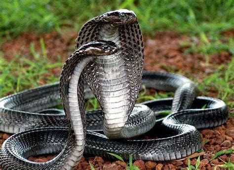 53 King Cobras Seized From Car In Vietnam