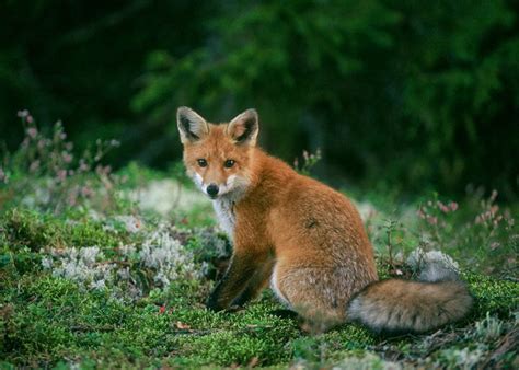 Bilder på tomtar / traderas mest eftertraktade tomtar : Räv - Svenska Jägareförbundet