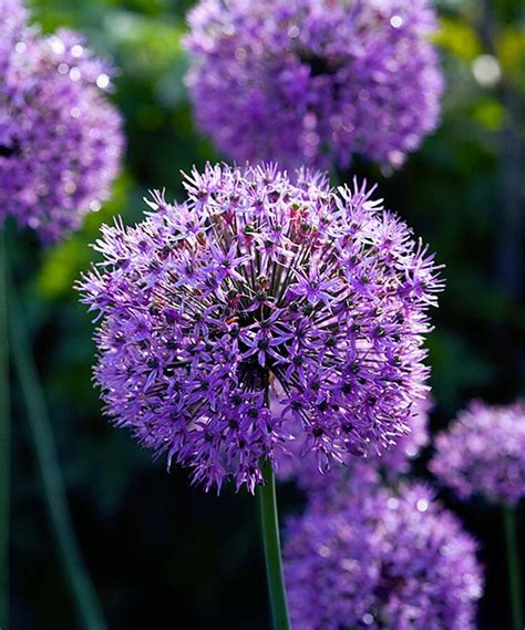 Dormant Purple Sensation Allium Bulb Set Of 10 Purple Garden