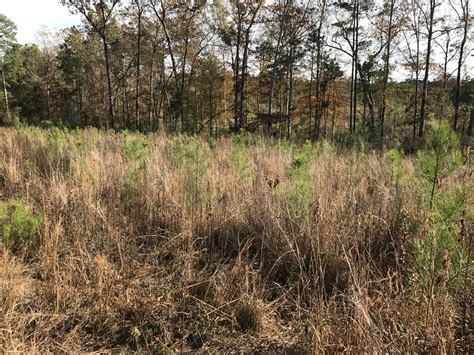 Deer Habitat And Pine Plantations Tines And Timber