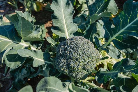 533 Ripe Broccoli Plant Field Stock Photos Free And Royalty Free Stock