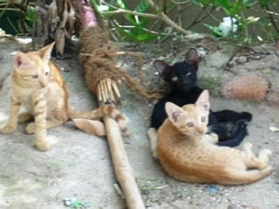 Types of cats with great cat pictures and interesting stories about the history and origin of the breed. Cat Situation in India - PoC