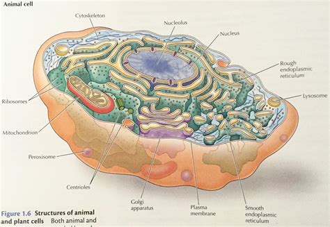 Cell Overview