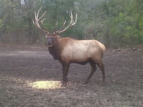 Elk Gallery Cold Creek Ranch Texas