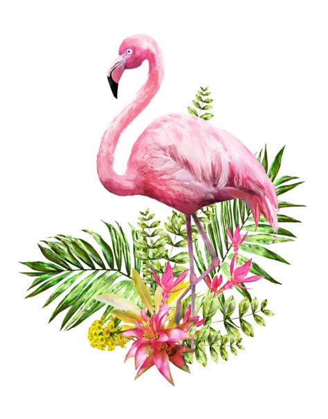 Flamingo pintura em Aquarela Cartaz - flamingo 625*800 Png transparente png image