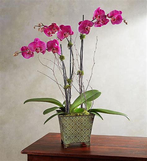 Magenta Orchid Garden With Free Upgrade