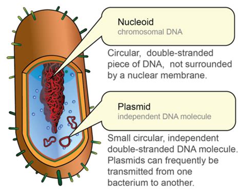 Location Of Prokaryotic Dna