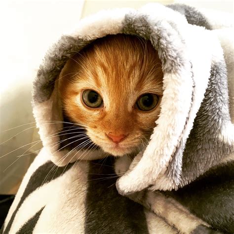 Cat Wrapped In Blanket