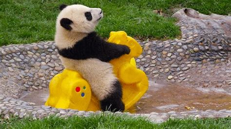 Try Not To Laugh Funniest Panda Videos Ever Funny Babies And Pets