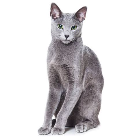 Grey cat pictures download free images on unsplash. Best Hypoallergenic Cats & Cat Breeds | ThatSweetGift