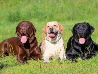 I wanted to know if you know of any places in michigan (or upper ohio), that breeds healthy, playful chocolate labrador retriever. Labrador Retriever Puppies and Dogs for Sale/Adoption in ...