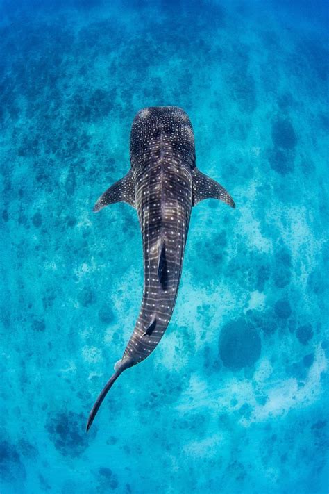 Whale Sharks Ningaloo Centre