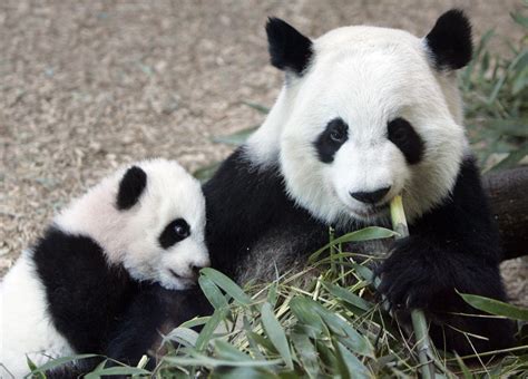 Atlanta Zoo Lets Public Choose Young Panda Twins Names Wabe
