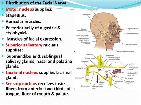 Ppt Facial Vii Nerve And Hypoglossal Xii Nerves Powerpoint