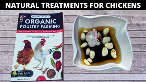 Natural Treatment For Chicken Diseases Complete Guide To Organic