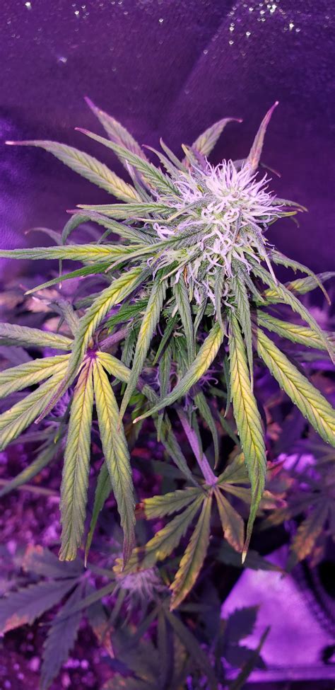 Cheeers marley,thanks for watching mate, this grow will go for the full 9 wks of flower maybe a bit longer but defo only vegging for max 2 wks. ILGM Northern Lights Autoflower 2 grow journal week7 by ...