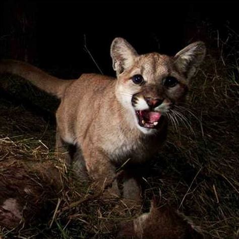 Photos Cougar Cubs Caught On Camera