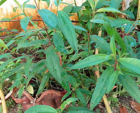 Harini treatment ke2 kat klinik dr hamit arshat. Daun Senduduk Hentikan Luka. Dr Hamid Arshat Pun Dah Cuba ...