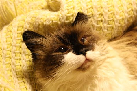 Ragdoll Cat With Cropped Ear Picture Free Photograph Photos Public