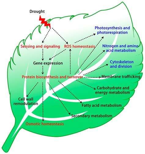 Ijms Free Full Text Drought Responsive Mechanisms In Plant Leaves