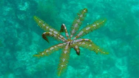 Feather Star Swimming Off The Coast Of Japan The Kid