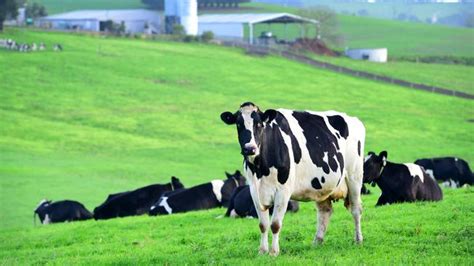 Milk Price Relief In Sight For Dairy Producers As Global Prices Rise